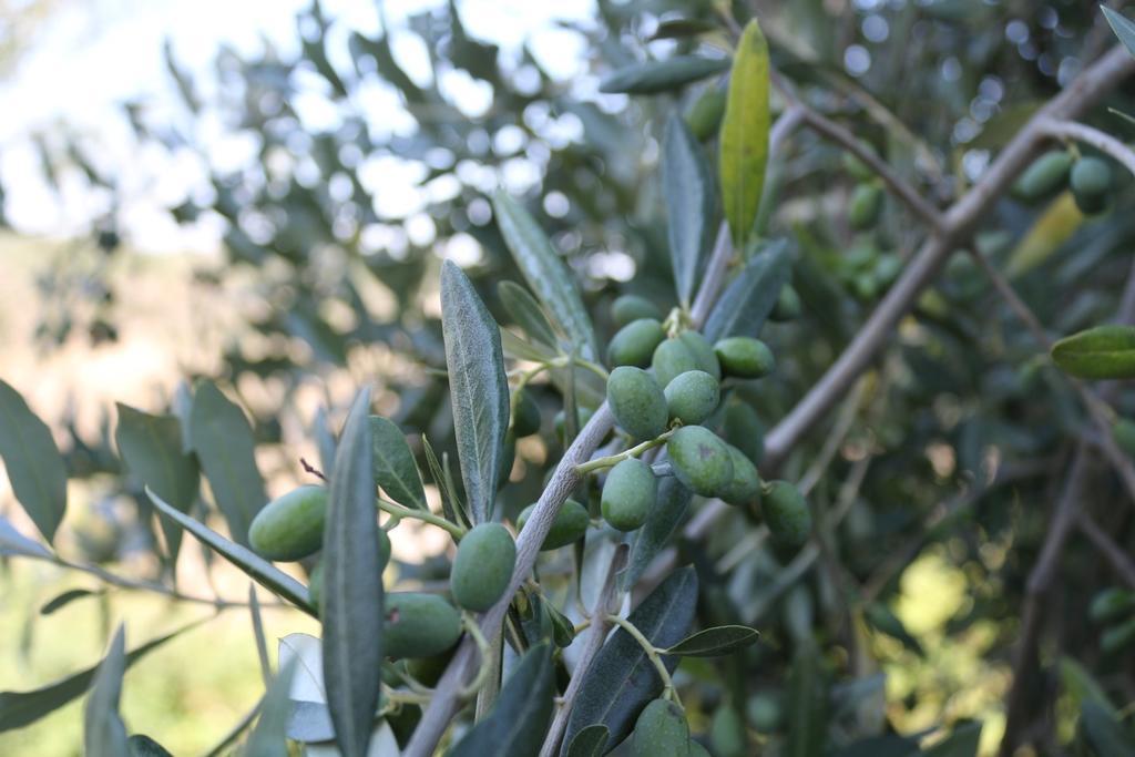 Certine Agriturismo Asciano Luaran gambar