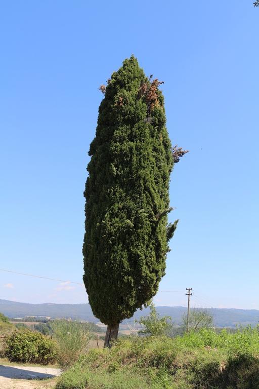Certine Agriturismo Asciano Luaran gambar