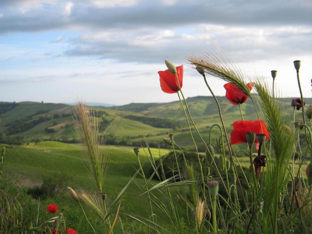 Certine Agriturismo Asciano Luaran gambar